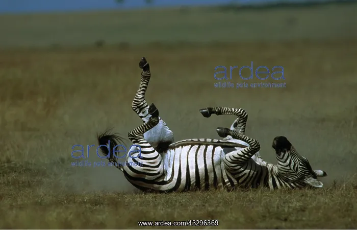 : Burchell's  /  Common  /  Plains ZEBRA - rolling on back