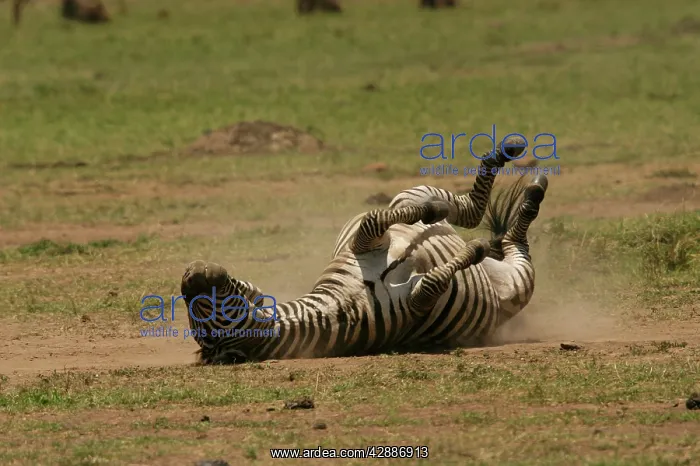 : Burchell's / Common / Plains Zebra - Rolling in dust : Burchell's / Common / Plains Zebra - Rolling in dust