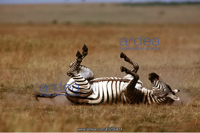  : Burchell's  /  Common  /  Plains ZEBRA - rolling on ground