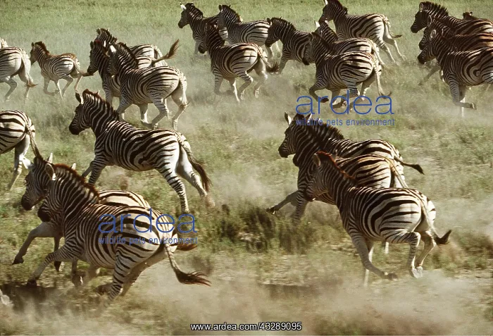 : Burchell's / Common / Plains ZEBRA - running : Burchell's / Common / Plains ZEBRA - running