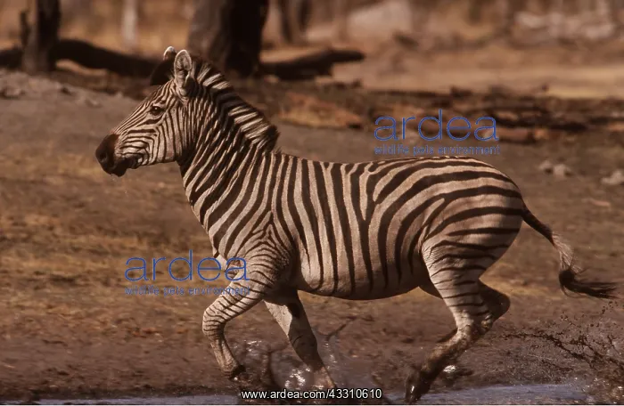 : Burchell's / Common / Plains ZEBRA - running in water : Burchell's / Common / Plains ZEBRA - running in water