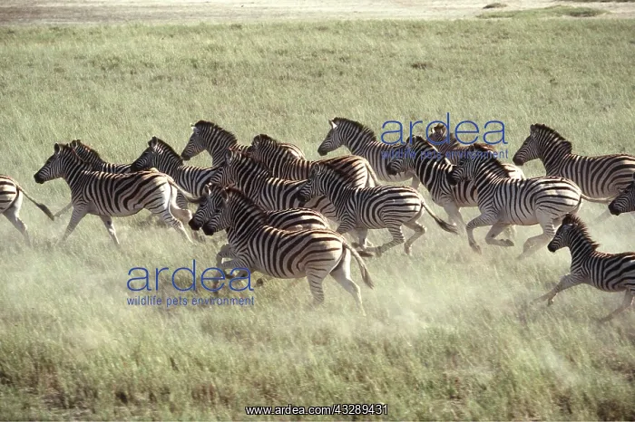  : Burchell's  /  Common  /  Plains ZEBRA - stampede