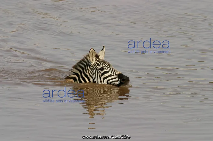 : Burchell's / Common / Plains Zebra - Swimming in water : Burchell's / Common / Plains Zebra - Swimming in water