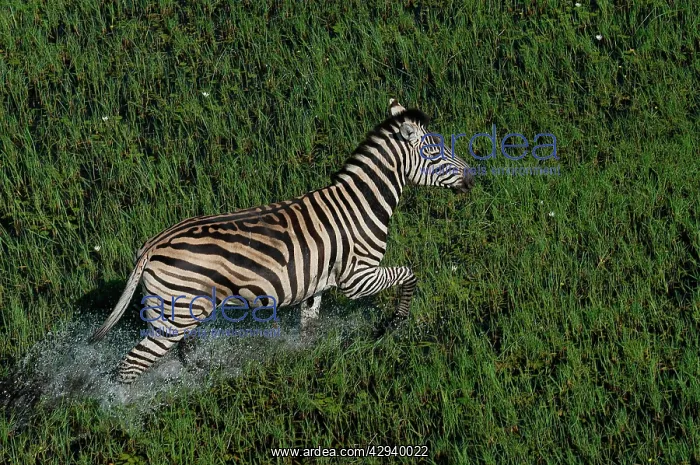 : Burchell's / Common / Plains Zebra - Walking across water : Burchell's / Common / Plains Zebra - Walking across water