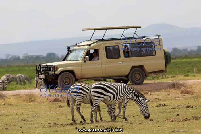 : Burchell's / Common / Plains Zebra with watching : Burchell's / Common / Plains Zebra with watching