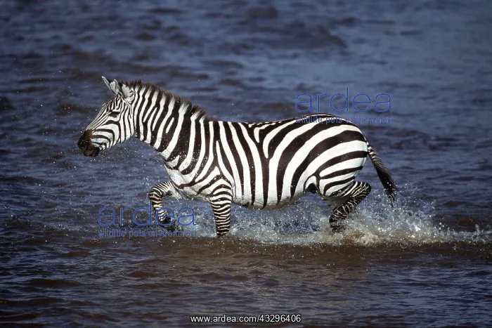  : Burchell's  /  Common  /  Plains ZEBRA - in water