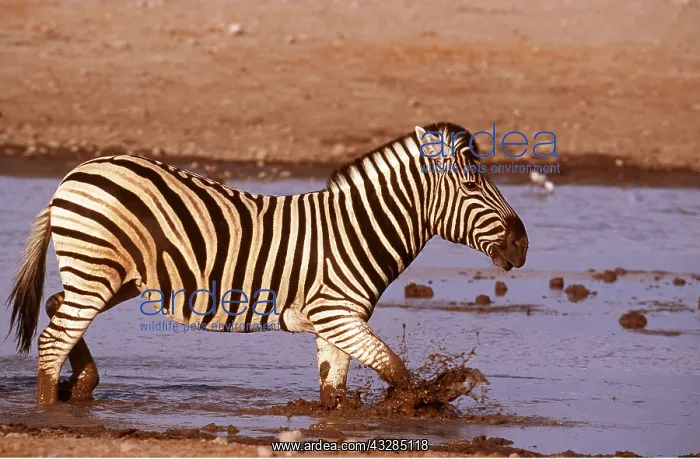  : Burchell's  /  Common  /  Plains ZEBRA - in waterhole