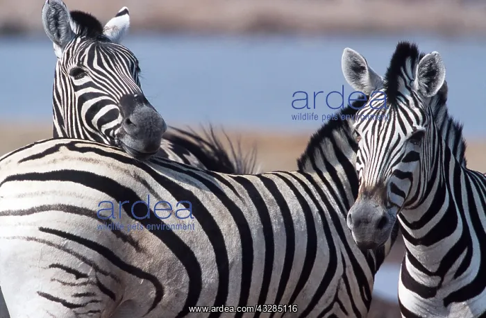 : Burchell's / Common / Plains Zebra - x three : Burchell's / Common / Plains Zebra - x three