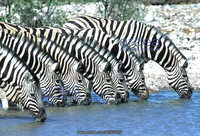 : Burchell's / Common / Plains ZEBRA - x seven drinking : Burchell's / Common / Plains ZEBRA - x seven drinking