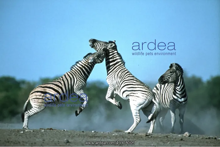 : Burchell's / Common / Plains ZEBRA - x three, fighting : Burchell's / Common / Plains ZEBRA - x three, fighting