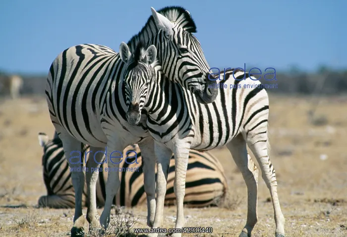 : Burchell's / Common / Plains Zebra - and young : Burchell's / Common / Plains Zebra - and young