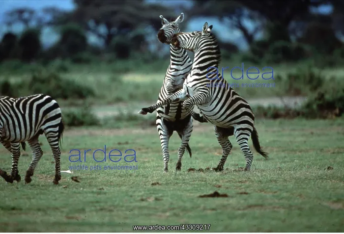  : Burchell's  /  Common  /  Plains ZEBRAS FIGHTING