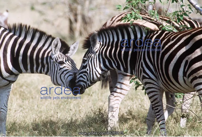 : Burchell's / Common / Plains ZEBRAS GREETING : Burchell's / Common / Plains ZEBRAS GREETING