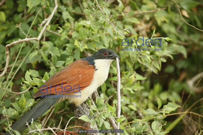 : Burchell's Coucal : Burchell's Coucal