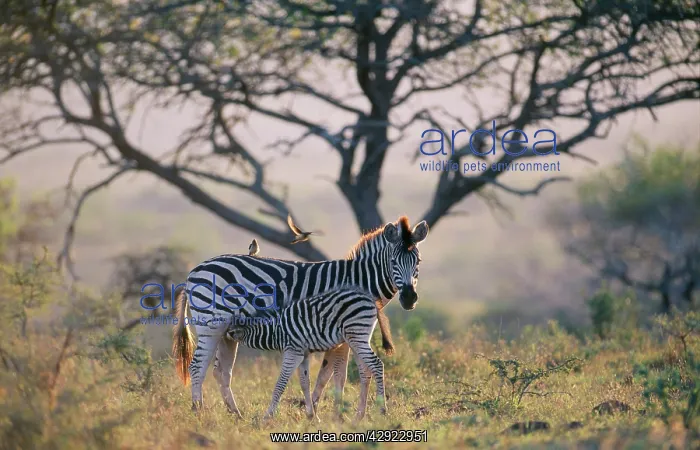 : Burchell's / Plain / Common Zebra - mother & young : Burchell's / Plain / Common Zebra - mother & young