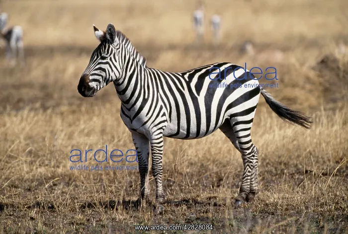 : Burchell's / Plains / Common Zebra : Burchell's / Plains / Common Zebra