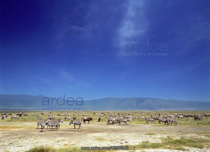 : Burchell's / Plains / Common Zebra : Burchell's / Plains / Common Zebra