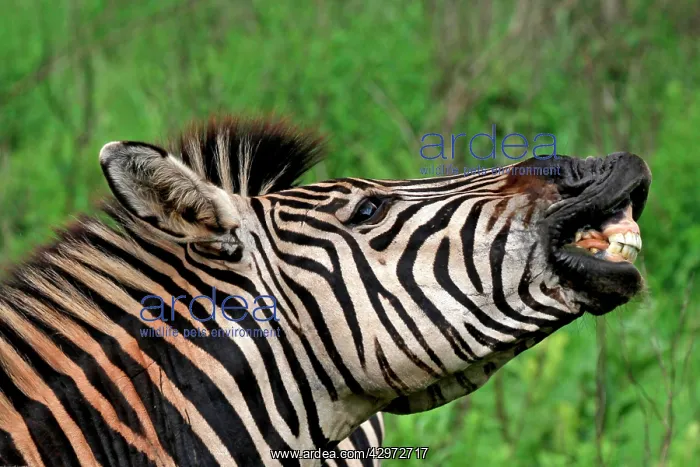: Burchell's / Plains / Common Zebra : Burchell's / Plains / Common Zebra