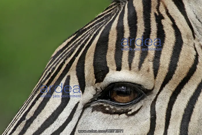 : Burchell's / Plains / Common Zebra : Burchell's / Plains / Common Zebra
