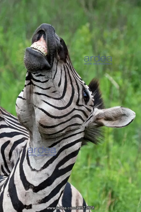 : Burchell's / Plains / Common Zebra : Burchell's / Plains / Common Zebra