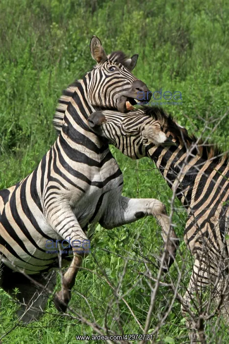 : Burchell's / Plains / Common Zebra - fighting : Burchell's / Plains / Common Zebra - fighting