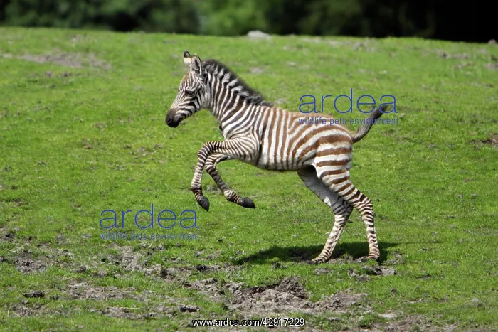  : Burchell's  /  Plains  /  Common Zebra- foal running