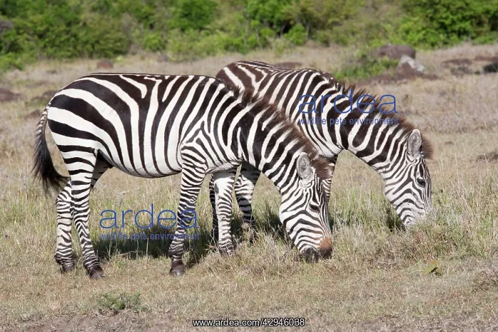: Burchell's / Plains / Common Zebra - Grazing on : Burchell's / Plains / Common Zebra - Grazing on