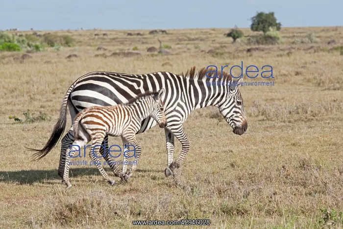 : Burchell's / Plains / Common Zebra - Mare and foal : Burchell's / Plains / Common Zebra - Mare and foal