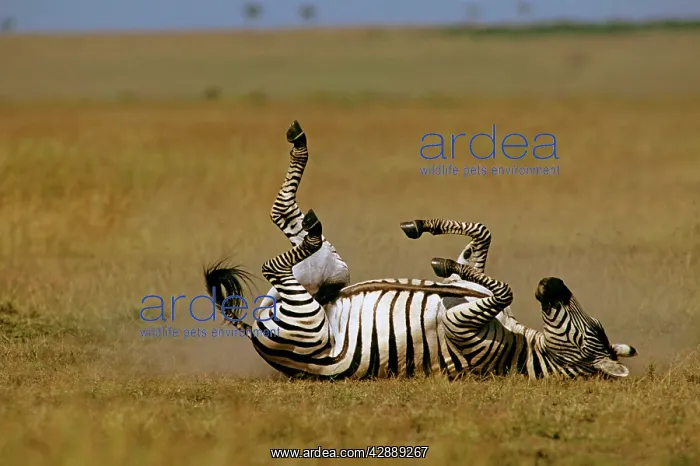  : Burchell's  /  Plains  /  Common Zebra - rolling on back