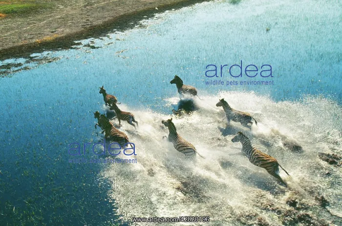 : Burchell's / Plains / Common Zebra - running across water : Burchell's / Plains / Common Zebra - running across water