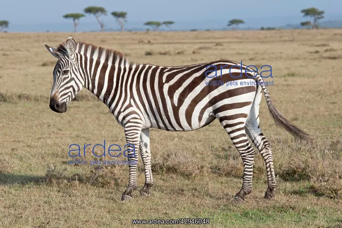 : Burchell's / Plains / Common Zebra - On savannah plains : Burchell's / Plains / Common Zebra - On savannah plains