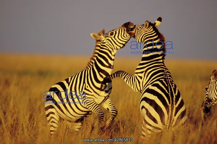 : Burchell's / Plains / Common Zebra - stallions : Burchell's / Plains / Common Zebra - stallions