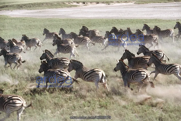 : Burchell's / Plains / Common Zebra - stampede : Burchell's / Plains / Common Zebra - stampede