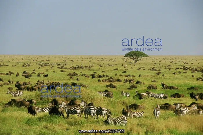 : Burchell's / Plains / Common Zebra - with Wildebeest / Gnu : Burchell's / Plains / Common Zebra - with Wildebeest / Gnu
