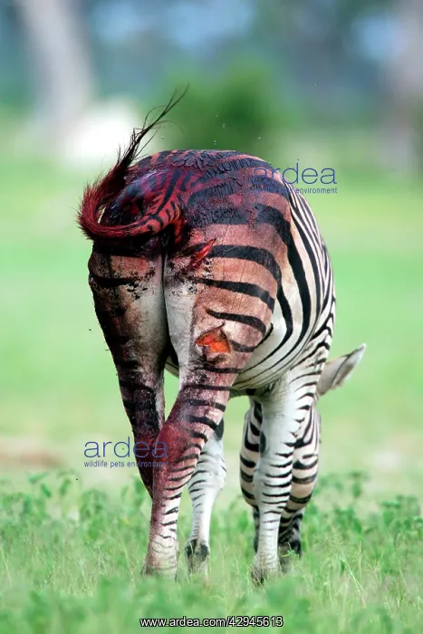 : Burchell's / Plains / Common Zebra - wounded by Lion : Burchell's / Plains / Common Zebra - wounded by Lion