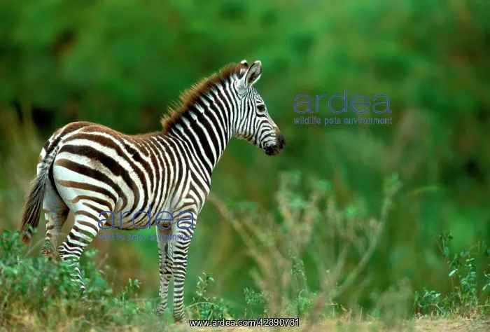 : Burchell's / Plains / Common Zebras : Burchell's / Plains / Common Zebras