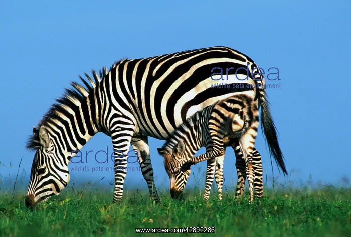 : Burchell's / Plains / Common Zebras - adult with foal : Burchell's / Plains / Common Zebras - adult with foal