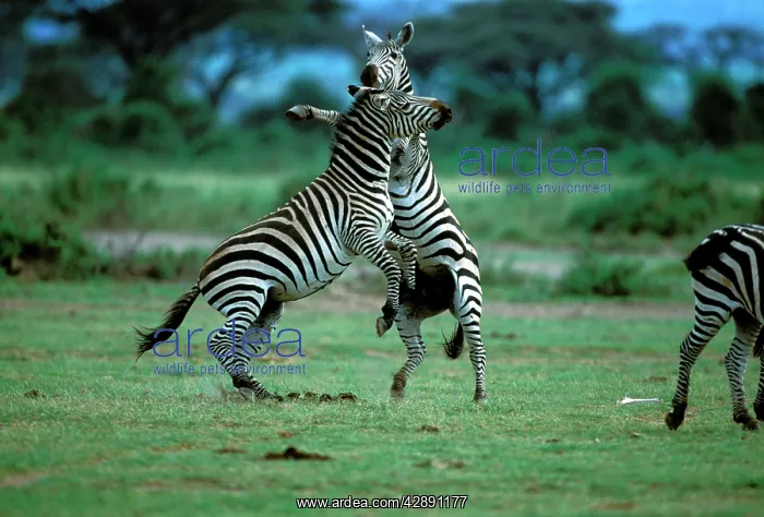 : Burchell's / Plains / Common Zebras - two fighting : Burchell's / Plains / Common Zebras - two fighting
