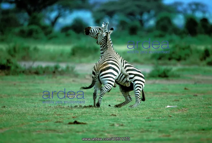 : Burchell's / Plains / Common Zebras - two fighting : Burchell's / Plains / Common Zebras - two fighting
