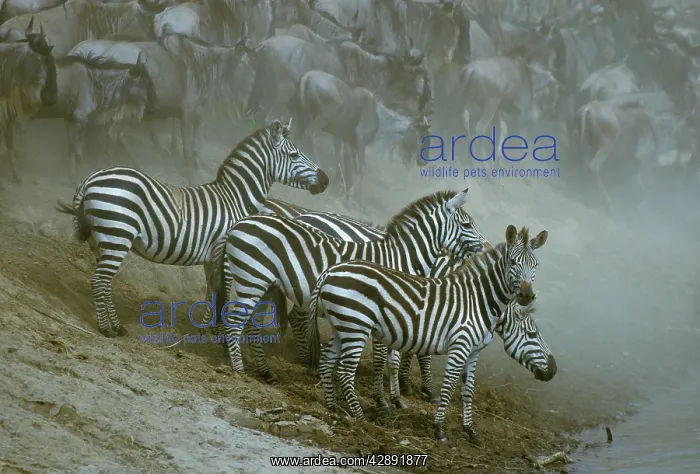  : Burchell's  /  Plains  /  Common Zebras - Group together
