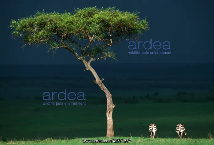 : Burchell's / Plains / Common Zebras - Storm clouds : Burchell's / Plains / Common Zebras - Storm clouds