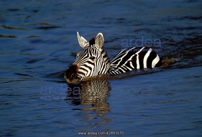 : Burchell's / Plains / Common Zebras - in water : Burchell's / Plains / Common Zebras - in water