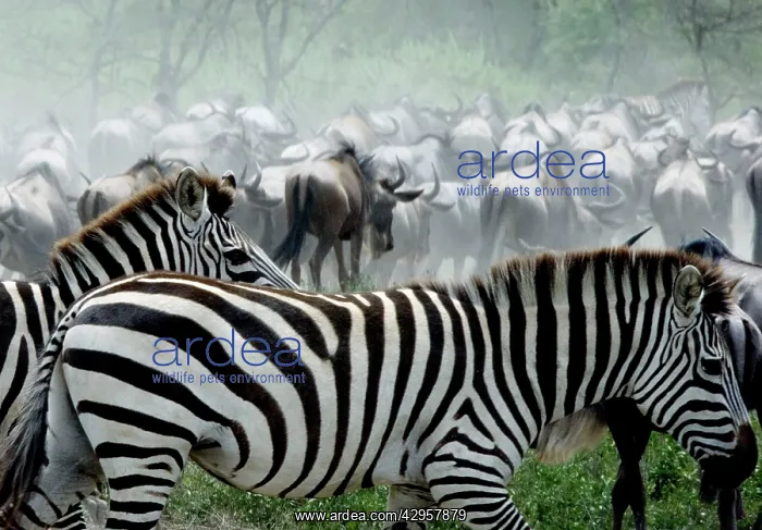 : Burchell's / Plains / Common Zebras and Wildebeests : Burchell's / Plains / Common Zebras and Wildebeests