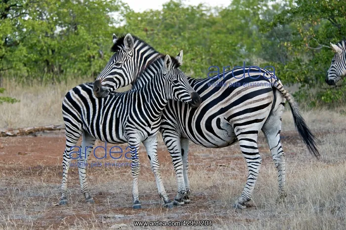 : Burchell's / Plains Zebra - mare resting chin on foal : Burchell's / Plains Zebra - mare resting chin on foal