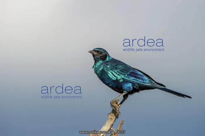 : Burchells starling : Burchells starling