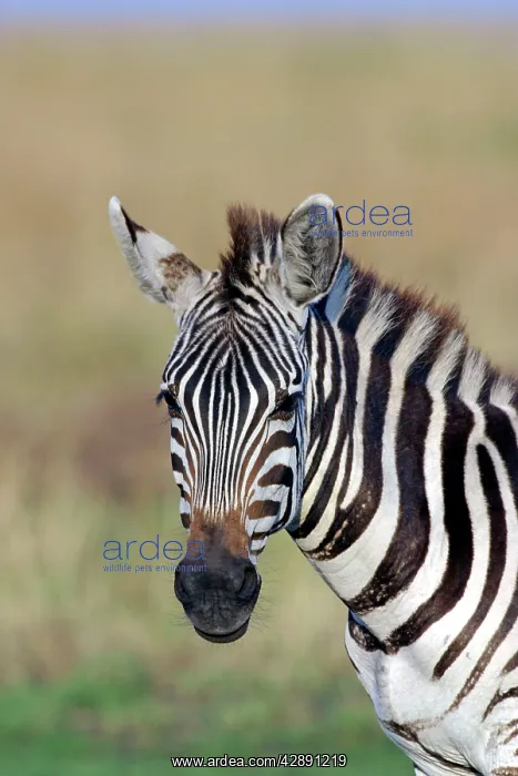 : Burchell's Zebra : Burchell's Zebra