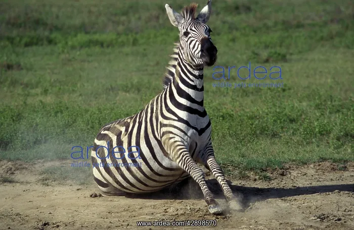 : Burchell's Zebra : Burchell's Zebra