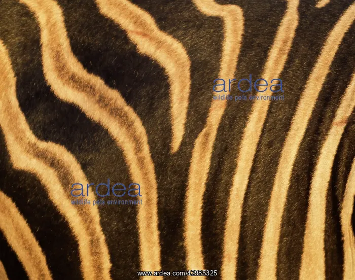 : Burchell's Zebra : Burchell's Zebra