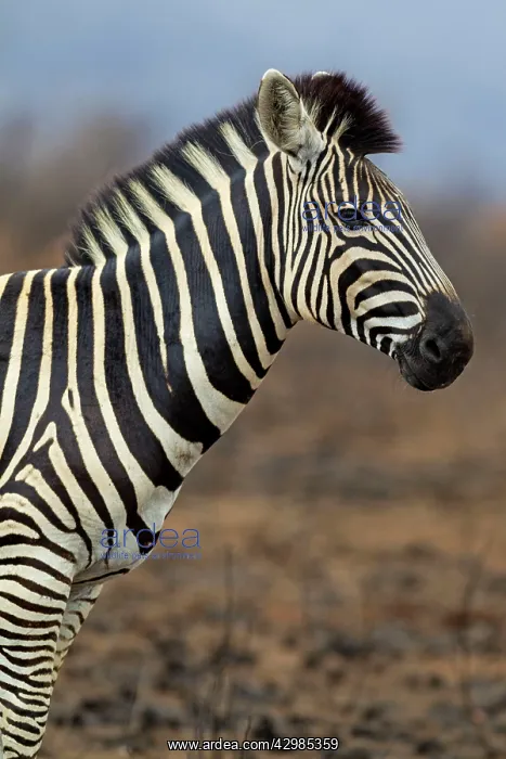 : Burchell's Zebra : Burchell's Zebra