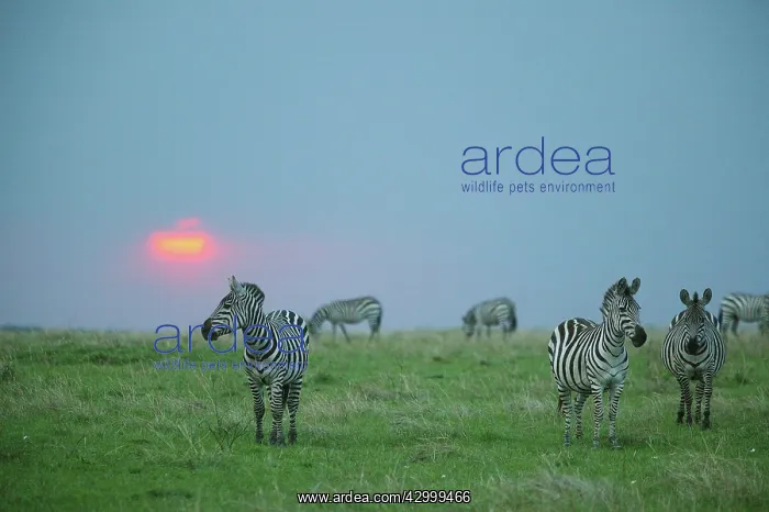 : Burchell's Zebra : Burchell's Zebra